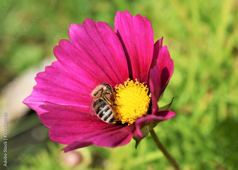 Biene auf Blüte Biene auf Blüte
