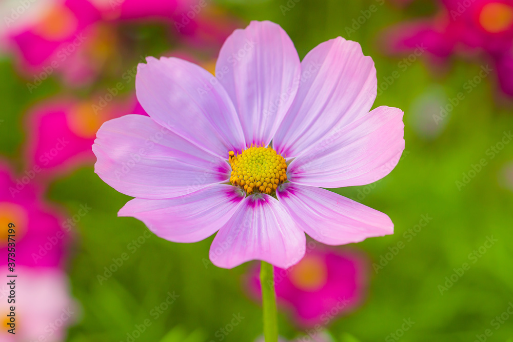 Closeup natural view of pink flower under summer sunlight in garden. Natural seasonal landscape using as backgrounds or wallpapers. Perspective of beautiful scenery plants in nature