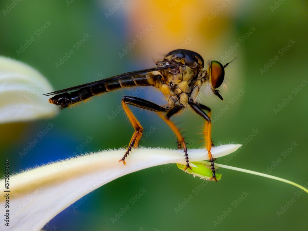 The Asilidae are the robber fly family, also called assassin flies. They are powerfully built, bristly flies with a short, stout proboscis enclosing the sharp, sucking hypopharynx. The Asilidae are the robber fly family, also called assassin flies. They are powerfully built, bristly flies with a short, stout proboscis enclosing the sharp, sucking hypopharynx.