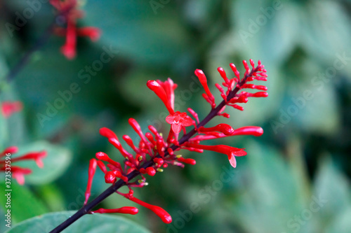 Red Fire Spike (Odontonema strictum) photo