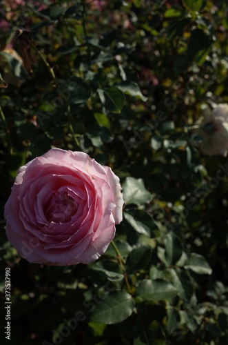 Light Pink Flower of Rose 'Haruno' in Full Bloom

