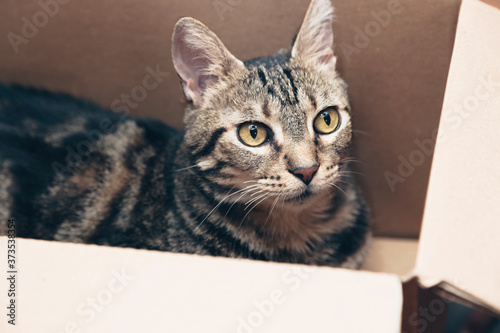 Cat in a cardboard box, pet playing in a box, cat toy, fun at home, hidden cat