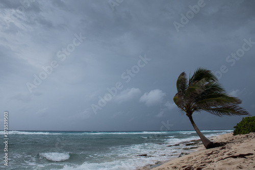 A palm tree getting blown around by Hurricane Laura as she passes Grand Cayman photo