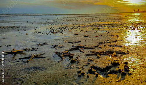 Isle of Palms Beach Summer Scene 
