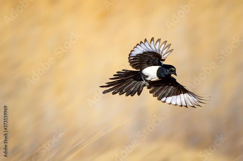 Tableau sur toile Flying Magpie (Pica pica). Nature background.