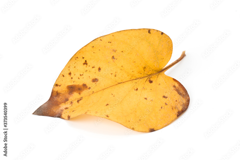 Naklejka premium Yellow maple leaf as an autumn symbol. Isolated on white.