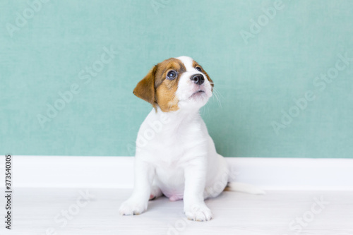 A beautiful white puppy of Jack Russell Terrier sits, looking up, against the background of a green wall. Dog training. Day of dogs, day of pets.