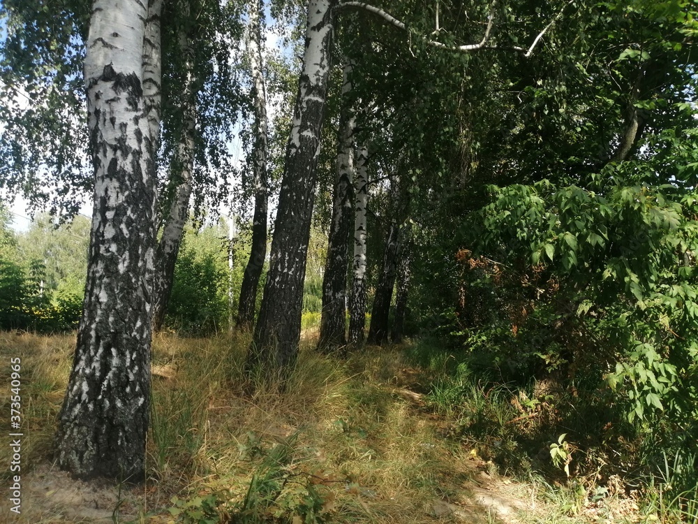 A meadow with beautiful birches that grow in a row A meadow with beautiful birches that grow in a row