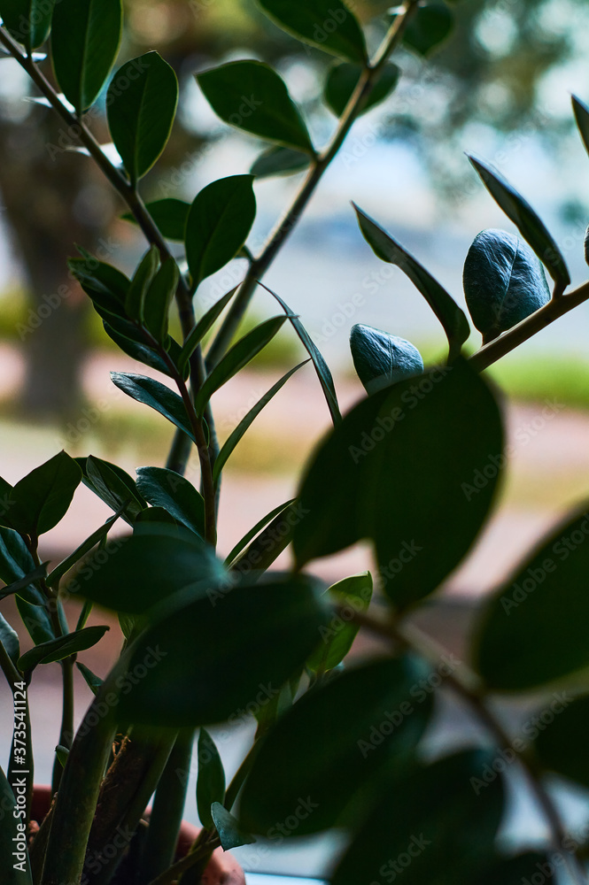 Large beautiful green foliars, decorative, indoor plants in pots opposite at the window. Large beautiful green foliars, decorative, indoor plants in pots opposite at the window.