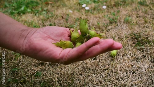 Fresh hazelnuts given in a hand