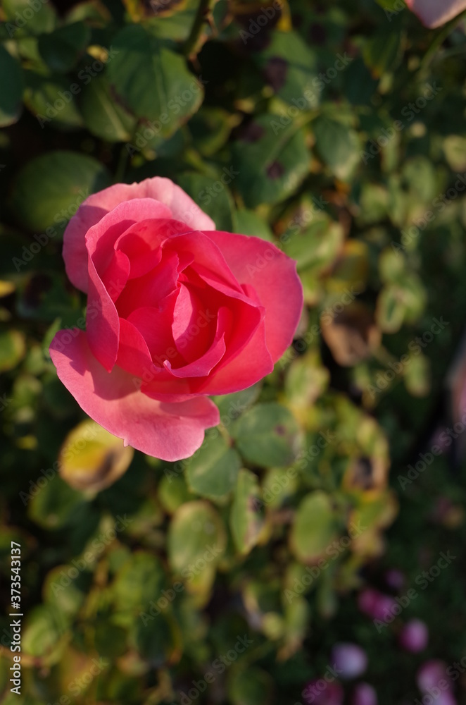 Light Pink Flower of Rose 'History' in Full Bloom
Light Pink Flower of Rose 'History' in Full Bloom