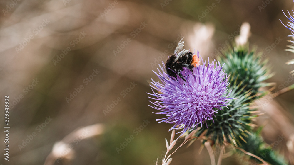 Bumblebee harvesting pollen on a purple thistle Bumblebee harvesting pollen on a purple thistle