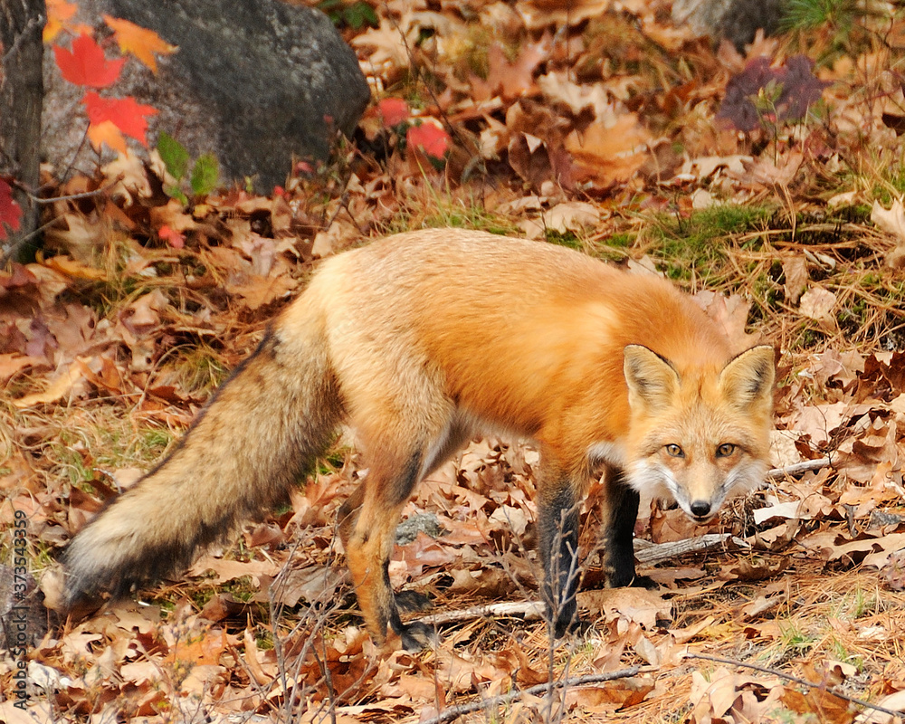 Fox Red Fox animal Stock Photo. Fox Red fox animal on a in the forest background. Autumn season leaves background and foreground. Portrait. Picture. Image. Photo. Fox Red Fox animal Stock Photo. Fox Red fox animal on a in the forest background. Autumn season leaves background and foreground. Portrait. Picture. Image. Photo.