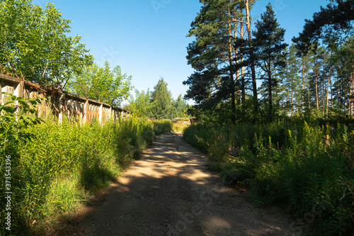 Dirt road in the summer forest among the trees.