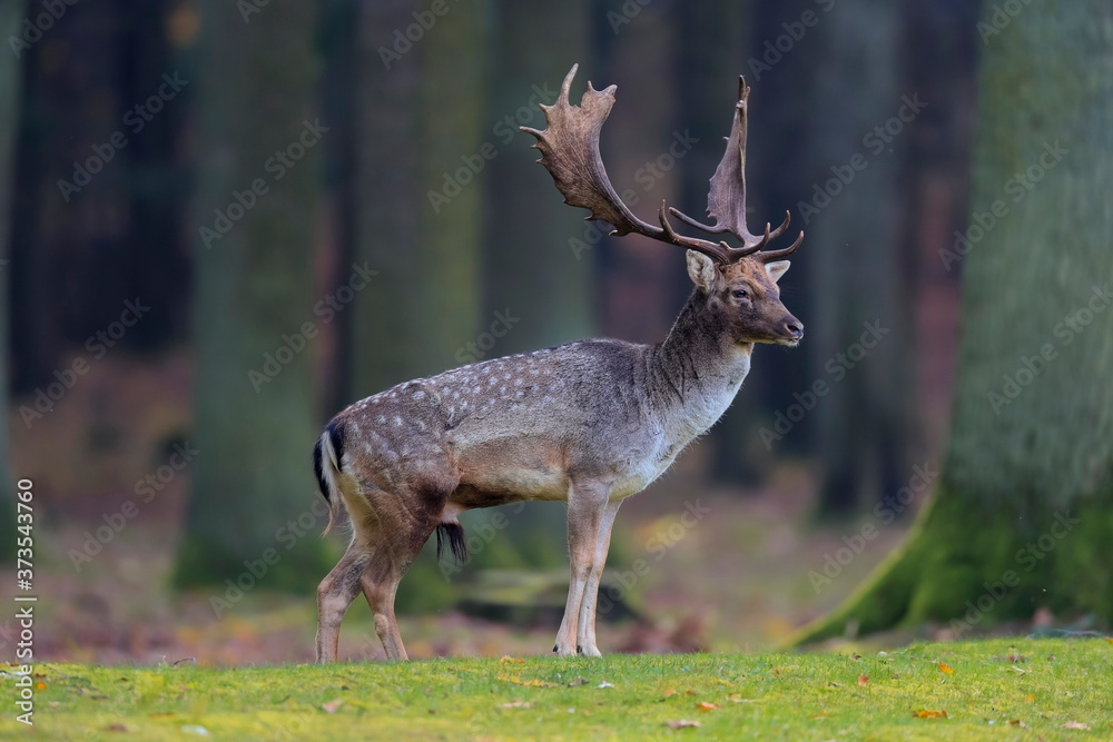 Close-up photo of majestic deer during the rut. Fallow deer, Dama dama. Czech Republic. Close-up photo of majestic deer during the rut. Fallow deer, Dama dama. Czech Republic.