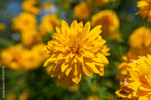 Yellow flowers, against a background of beautiful bokeh.