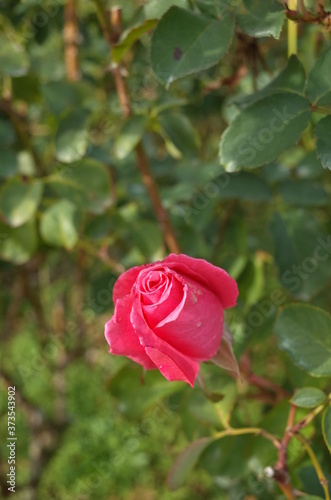 Pink Flower of Rose 'Hojun' in Full Bloom
 photo