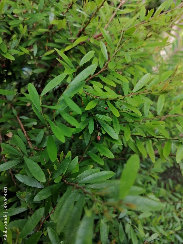 green fern leaves green fern leaves