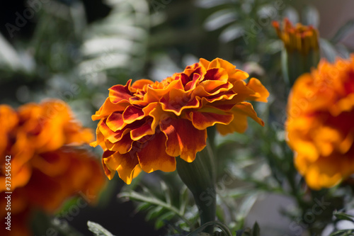 Tagetes erecta  - aksamitka wzniesiona photo