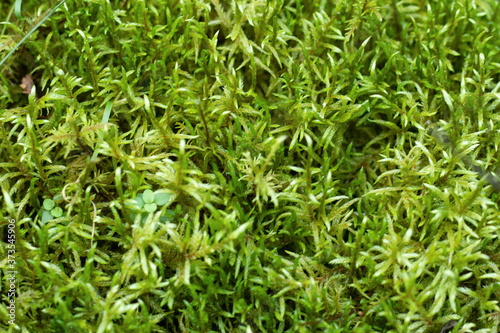 moss selaginella kraussiana (kunze) a. braun grows in the forest