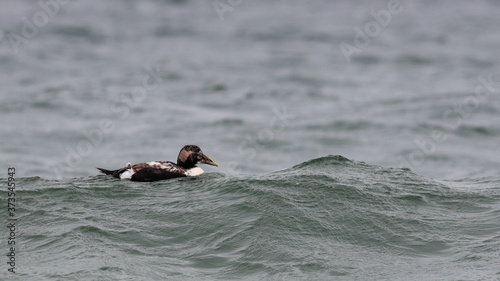 Duck on the North sea. Moody  dynamic  close-up photo. Eider in stormy waves. Common eider  Somateria mollisima.