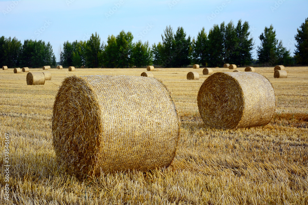 Close up of bales of straw on a mown field.
