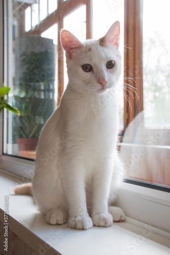 white cat sitting near the window