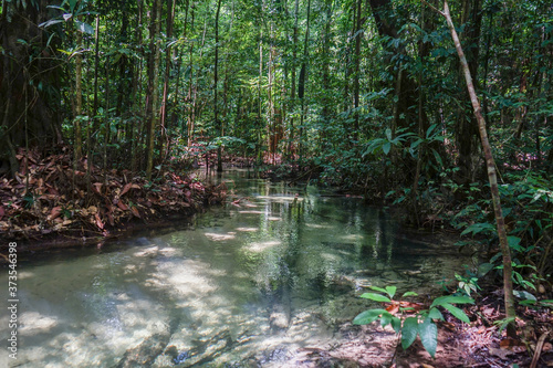Fototapeta Naklejka Na Ścianę i Meble -  igarape stream on the amazon rain forest brazil