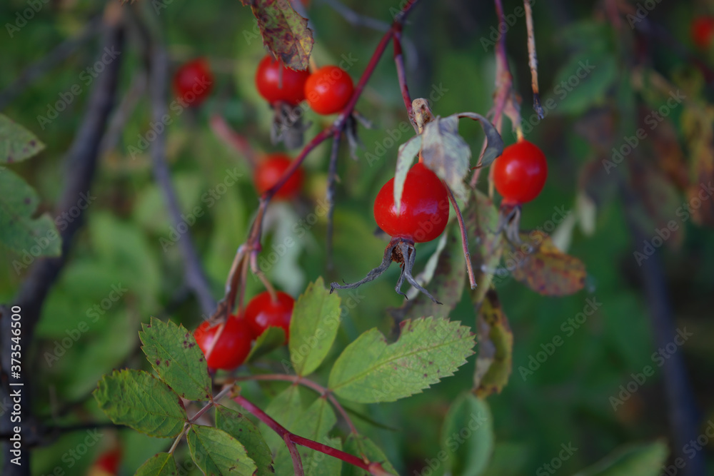 Bright red dog rose hips on a branch close-up. Wild rosehips in nature.