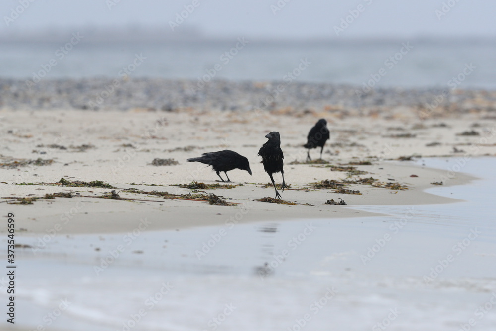 Moody photo, several crows are looking for cast up carcass on the beach in a cold misty morning. Island Düne, North Sea. Carrion Crowe, Corvus corone. Moody photo, several crows are looking for cast up carcass on the beach in a cold misty morning. Island Düne, North Sea. Carrion Crowe, Corvus corone.
