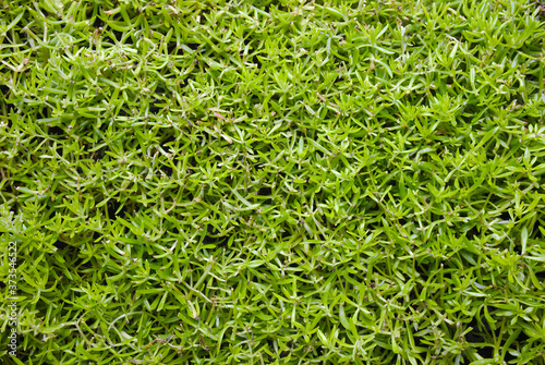 green leafs background garden vegetal texture pattern 