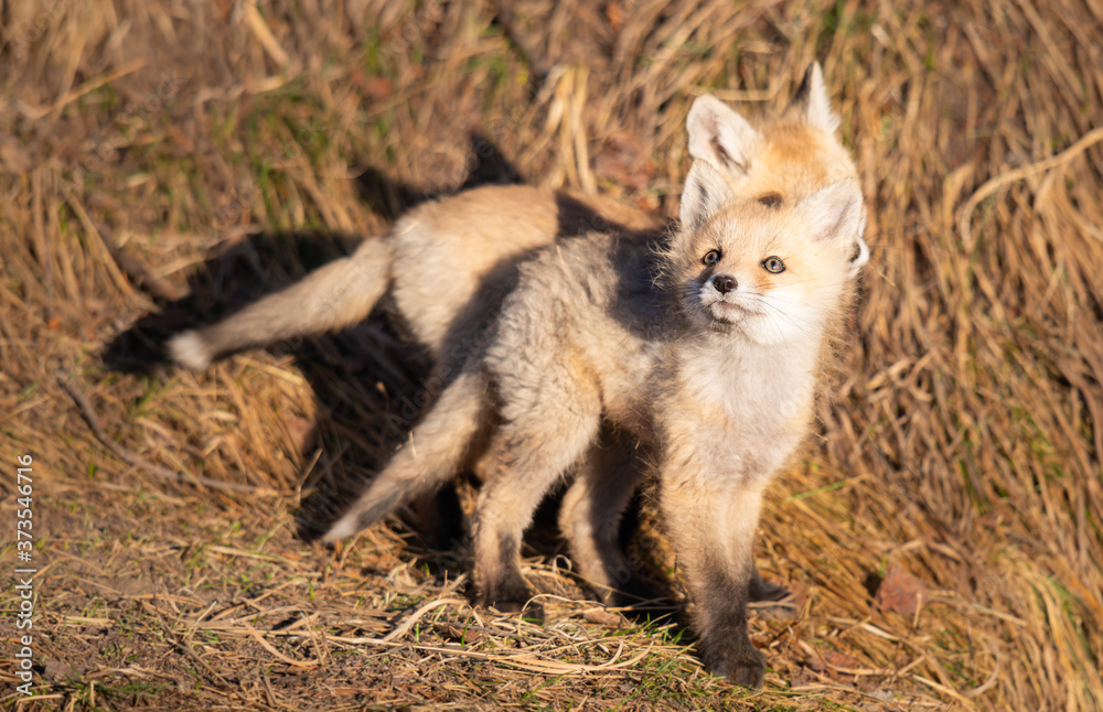 Red fox kits in the wild Red fox kits in the wild