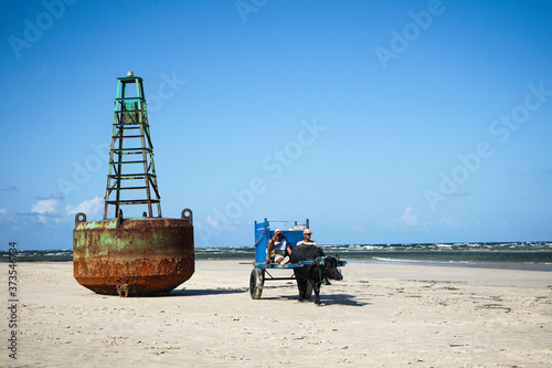 buffalo chariot and old sea buoy on the beach at marajo island brazil photo