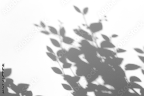 Shadow overlay effect for photo. Shadows from tree leaves and tropical branches on a white wall in sunlight.