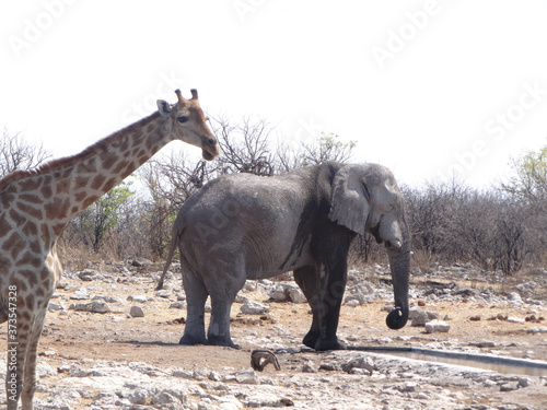 A giraffe and en elephant