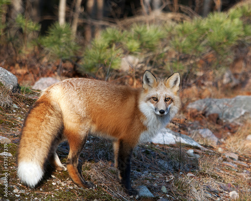 Red Fox Stock Photo. Red Fox in the forest looking at the camera displaying bushy tail, fur, head, ears, eyes, nose, paws in its habitat and environment  foliage background. ©  Aline