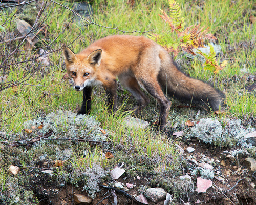 Red Fox Stock Photo. Red Fox in the forest enjoying its habitat and environment while exposing its body, head, eyes, ears, nose, paws, tail with foliage background and moss and rock foreground.