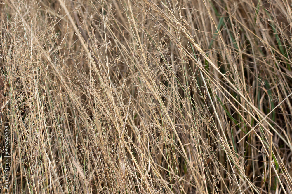Dry furry panicles of Calamagrostis Ground (Calamagrostis epigeios) in a meadow with a copy space Dry furry panicles of Calamagrostis Ground (Calamagrostis epigeios) in a meadow with a copy space