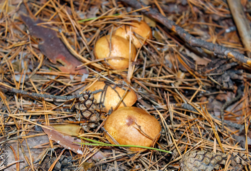 Several boletus fungi grow in the pine forest among needles and cones.