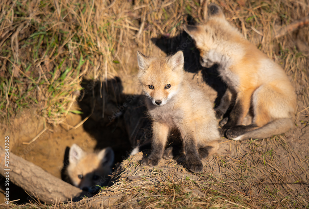Fototapeta premium Red fox kits in the wild