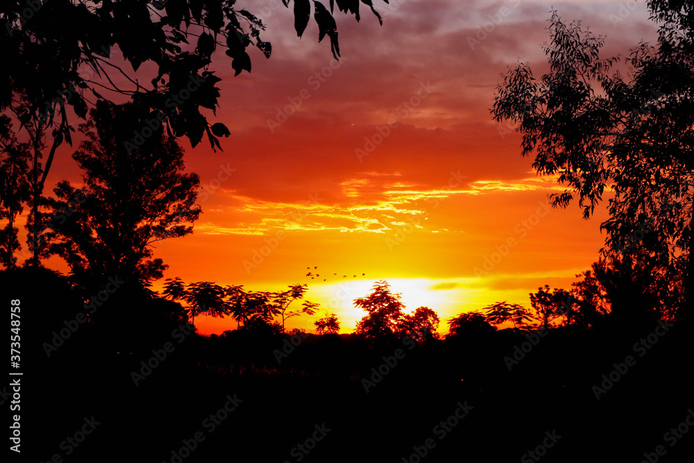 Orange sunset with silhouette of trees framing the picture Orange sunset with silhouette of trees framing the picture