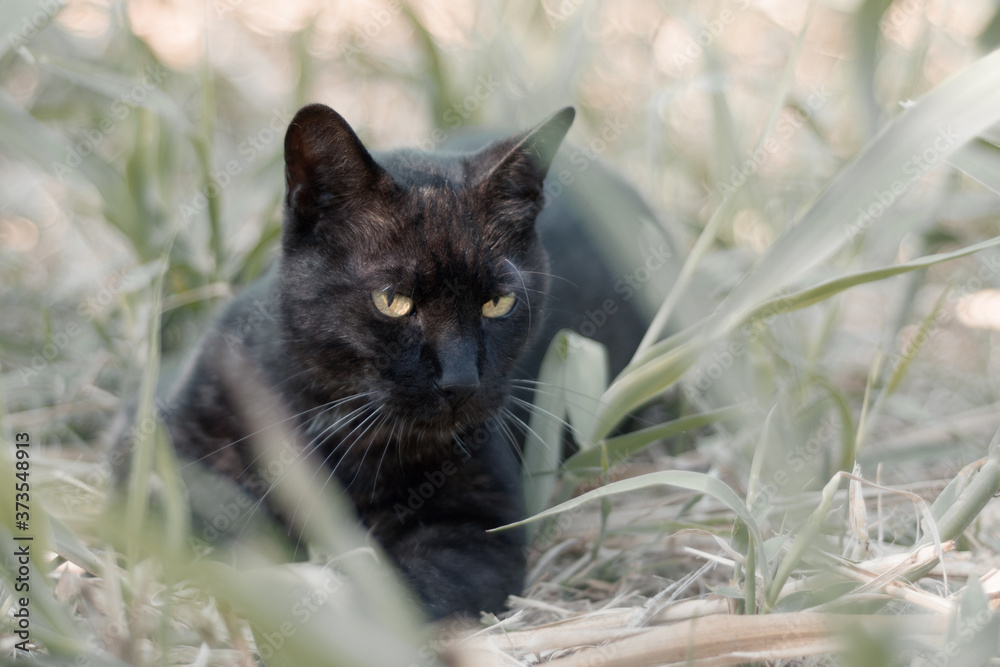 black cat lying on the grass