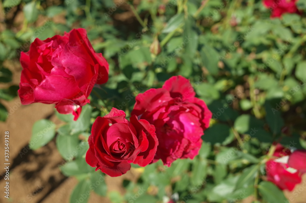 Red Flower of Rose 'Ingrid Weibull' in Full Bloom
Red Flower of Rose 'Ingrid Weibull' in Full Bloom