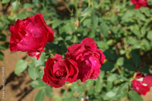 Red Flower of Rose  Ingrid Weibull  in Full Bloom 
