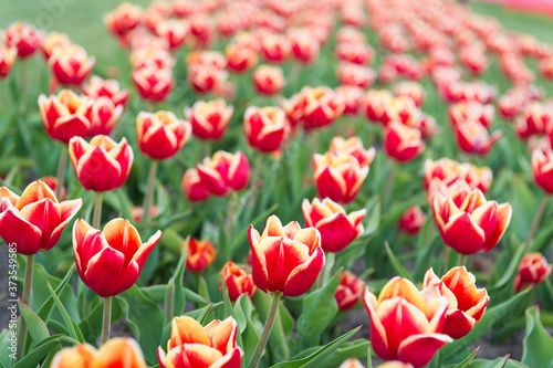 Floral business. Learn how to plant and sell tulip bulbs for profit. Varietal tulips. Tulips field. Spring season. Gardening concept. Grow flowers garden. Grow flowers in greenhouse or glasshouse