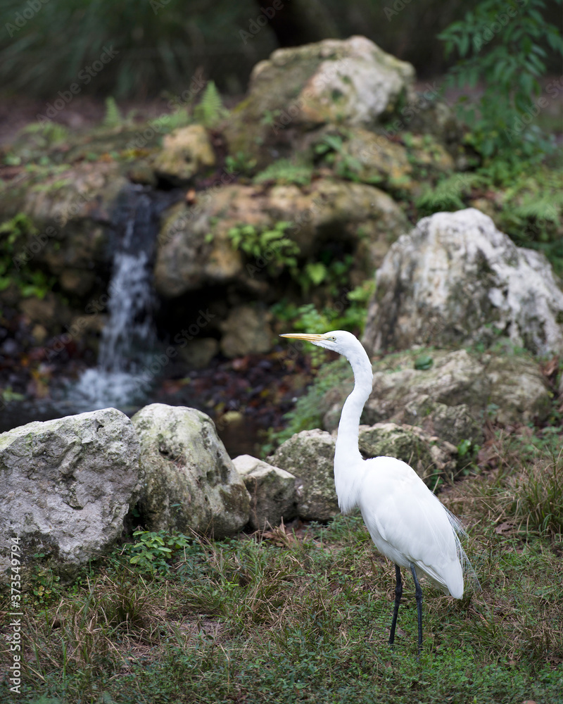 Obraz premium Great White Egret Stock Photo. Great White Egret close-up profile view by waterfalls with rocks and foliage background in its environment and surrounding. Picture. Image. Portrait.