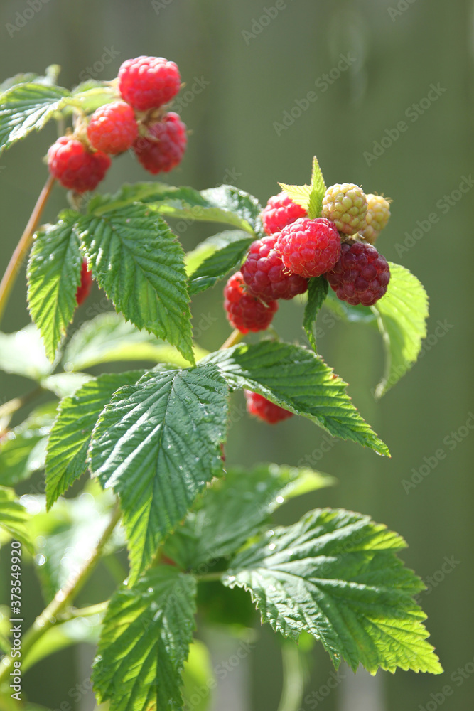 Gardening and agriculture, berry. Ripe raspberries on a bush in the garden on a summer day. Sun light, harvest. Vertical, background image, copy space Gardening and agriculture, berry. Ripe raspberries on a bush in the garden on a summer day. Sun light, harvest. Vertical, background image, copy space