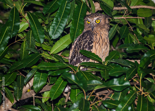Kinabatangan river, Sabah, Borneo- JANUAR 2019: Buffy-fish owl Ketupa ketupu in the nature. photo