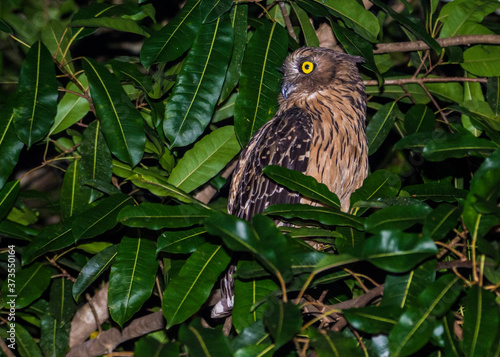 Kinabatangan river, Sabah, Borneo- JANUAR 2019: Buffy-fish owl Ketupa ketupu in the nature. photo