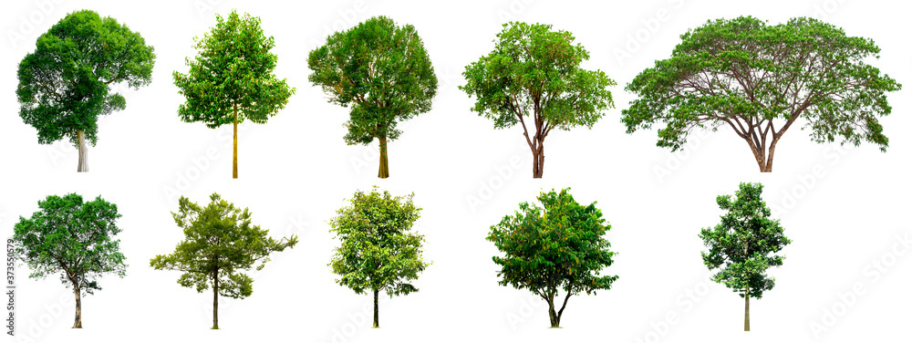Trees Isolated on a white background, Collection of green trees, Design artwork